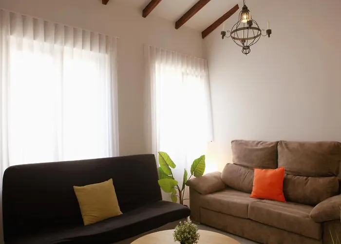 Labradores 13 Alicante